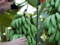 casa-renada-garden-bananas