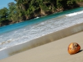 puerto-viejo-beach-coconuts