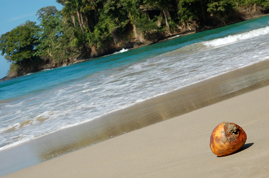 puerto-viejo-beach-coconuts