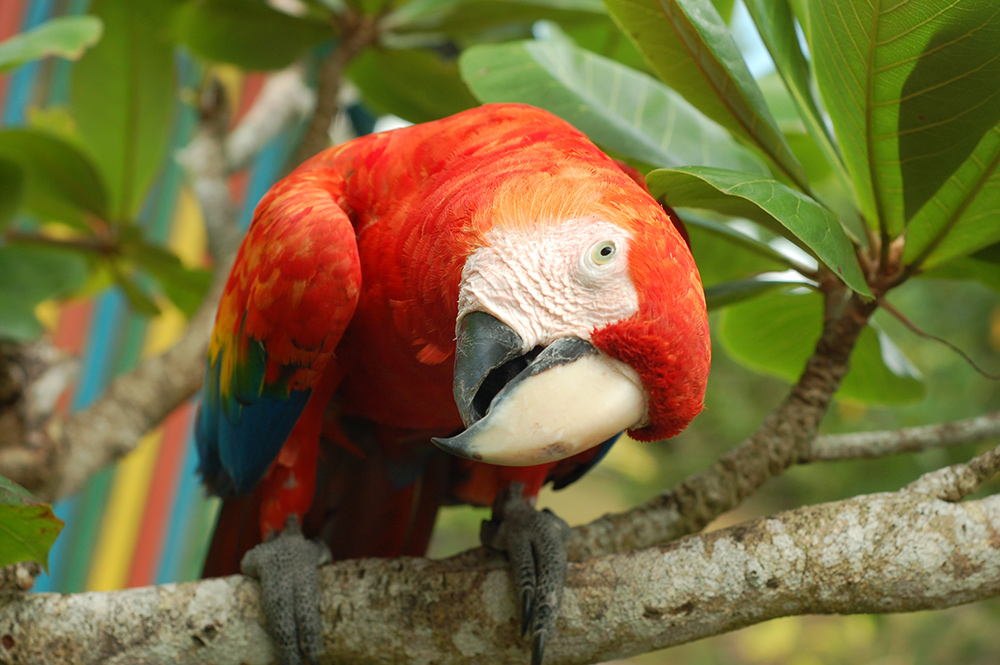puerto-viejo-parrot